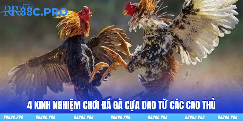 4 kinh nghiệm chơi Đá gà cựa dao từ các cao thủ