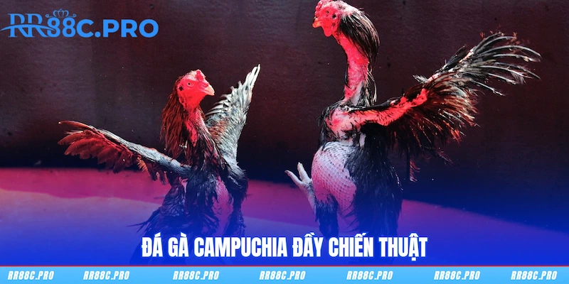 Đá gà Campuchia đầy chiến thuật