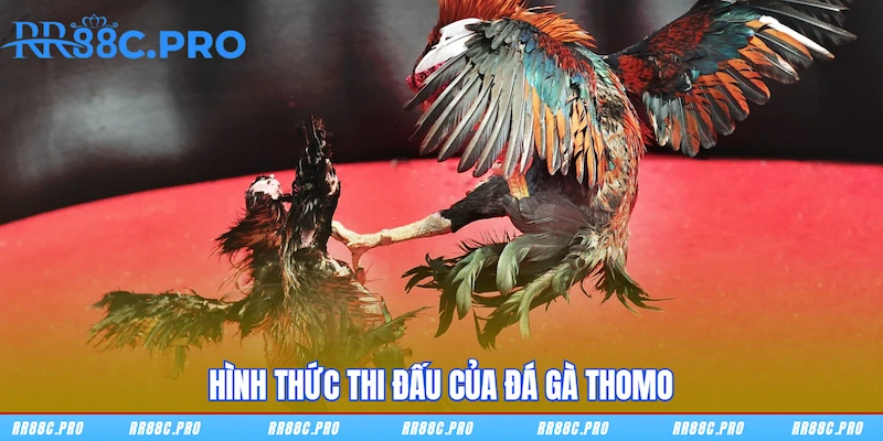 Hình thức thi đấu của Đá gà Thomo